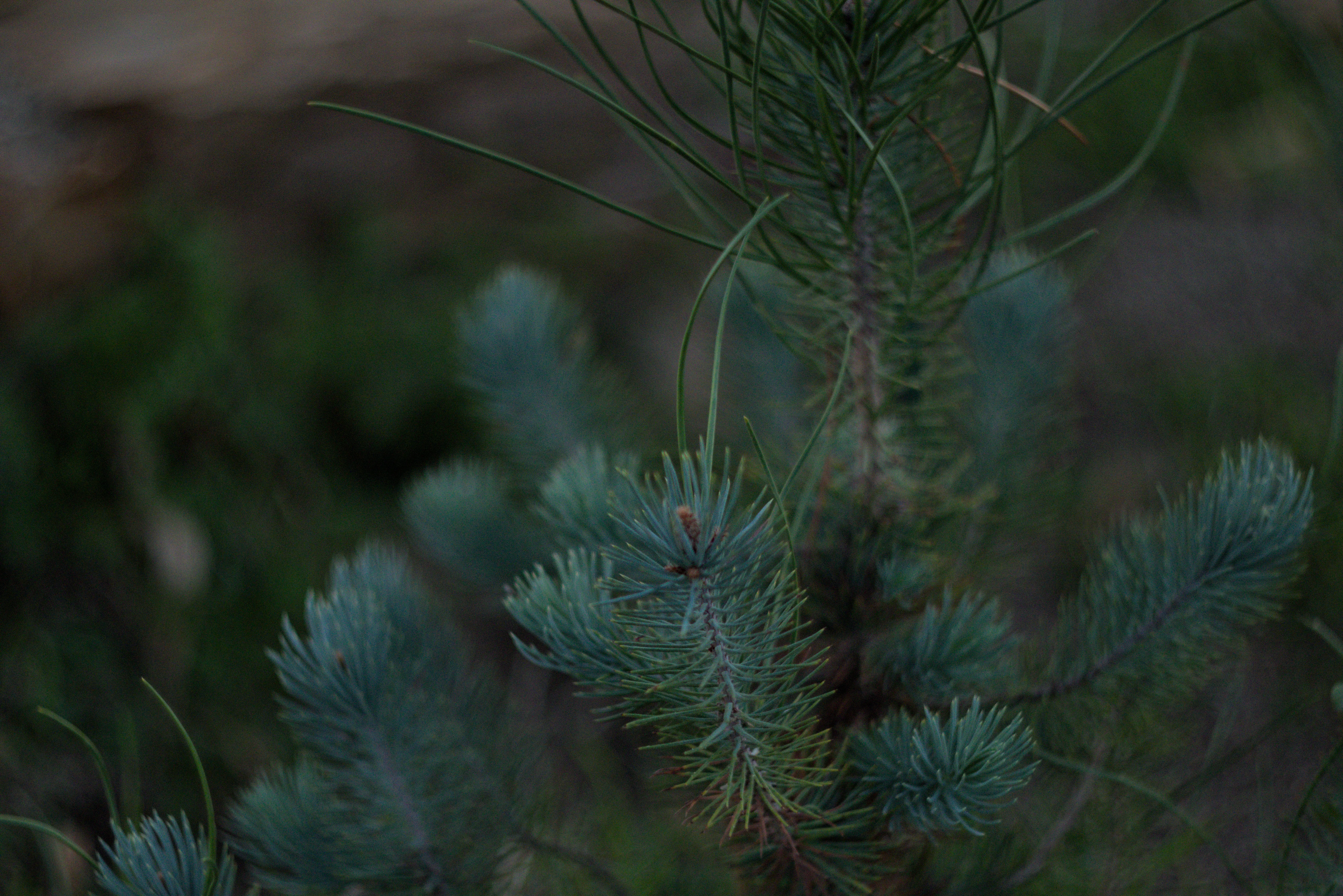 Zenith Helios-77M-4 1,850 (VOMZ) - _I4A5399.webp